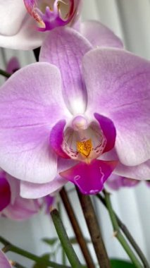 Orkide, orkide, çiçek, tomurcuk, bitki, taç yaprakları, hassasiyet, pembe, beyaz, mor, leylak, ışık, tazelik, saflık, kutsallık, ruh, maneviyat, hava, duygu, aşk, hassasiyet, kırılganlık, yaşam, canlı, ilişki, romantizm 