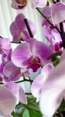 Orkide, orkide, çiçek, tomurcuk, bitki, taç yaprakları, hassasiyet, pembe, beyaz, mor, leylak, ışık, tazelik, saflık, kutsallık, ruh, maneviyat, hava, duygu, aşk, hassasiyet, kırılganlık, yaşam, canlı, ilişki, romantizm 