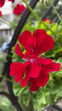 Sardunya, yıldız çiçekleri, kırmızı, çiçekler, bitkiler, pencere, doğa, tomurcuk, yapraklar, güzel, zarif, hayat, canlı, aşk, tazelik, kırılganlık, narin, duygular, çiçek aroması