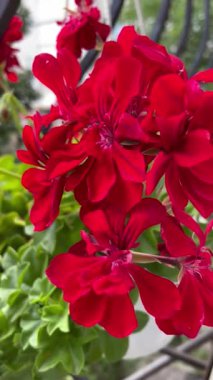 Sardunya, yıldız çiçekleri, kırmızı, çiçekler, bitkiler, pencere, doğa, tomurcuk, yapraklar, güzel, zarif, hayat, canlı, aşk, tazelik, kırılganlık, narin, duygular, çiçek aroması