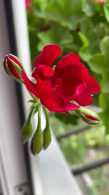 Sardunya, yıldız çiçekleri, kırmızı, çiçekler, bitkiler, pencere, doğa, tomurcuk, yapraklar, güzel, zarif, hayat, canlı, aşk, tazelik, kırılganlık, narin, duygular, çiçek aroması