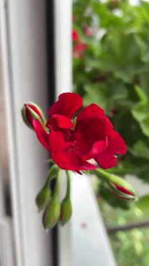 Sardunya, yıldız çiçekleri, kırmızı, çiçekler, bitkiler, pencere, doğa, tomurcuk, yapraklar, güzel, zarif, hayat, canlı, aşk, tazelik, kırılganlık, narin, duygular, çiçek aroması