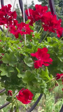 Sardunya, yıldız çiçekleri, kırmızı, çiçekler, bitkiler, pencere, doğa, tomurcuk, yapraklar, güzel, zarif, hayat, canlı, aşk, tazelik, kırılganlık, narin, duygular, çiçek aroması