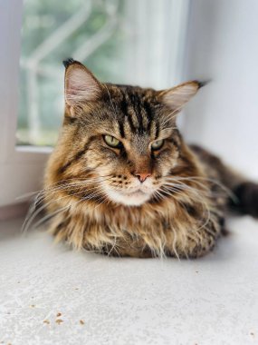 Maine Rakun, Ana Rakun, Kedi, Büyük Kedi, Hayvan, Masa, Oyun, Mutfak, Oda, Bakış, Kürk, Yüz, Kulak, Pençe, Arkadaş, Arkadaş Ol, Yumuşak, Evcil Hayvan, Dinlenme, Yakışıklı, Arkadaş, Gururlu, Kral