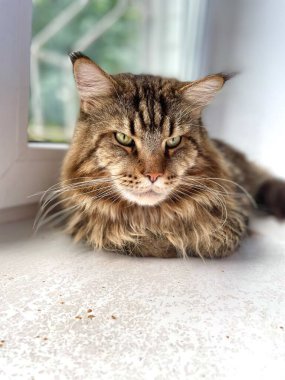 Maine Rakun, Ana Rakun, Kedi, Büyük Kedi, Hayvan, Masa, Oyun, Mutfak, Oda, Bakış, Kürk, Yüz, Kulak, Pençe, Arkadaş, Arkadaş Ol, Yumuşak, Evcil Hayvan, Dinlenme, Yakışıklı, Arkadaş, Gururlu, Kral