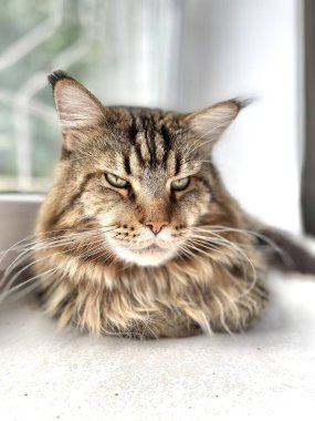 Maine Rakun, Ana Rakun, Kedi, Büyük Kedi, Hayvan, Masa, Oyun, Mutfak, Oda, Bakış, Kürk, Yüz, Kulak, Pençe, Arkadaş, Arkadaş Ol, Yumuşak, Evcil Hayvan, Dinlenme, Yakışıklı, Arkadaş, Gururlu, Kral