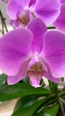 Orkide, orkide, çiçek, tomurcuk, bitki, taç yaprakları, hassasiyet, pembe, beyaz, mor, leylak, ışık, tazelik, saflık, kutsallık, ruh, maneviyat, hava, duygu, aşk, hassasiyet, kırılganlık, hayat, canlı