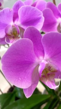 Orkide, orkide, çiçek, tomurcuk, bitki, taç yaprakları, hassasiyet, pembe, beyaz, mor, leylak, ışık, tazelik, saflık, kutsallık, ruh, maneviyat, hava, duygu, aşk, hassasiyet, kırılganlık, hayat, canlı