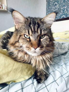 Maine Rakunu, Kedi, Büyük Kedi, Yatak, Uyku, Sessizlik, Sessizlik, Hayvan, Ev, Oyun, Oyun, Oda, Bakış, Kürk, Yüz, Kulaklar, Pençeler, Arkadaş Ol, Yumuşak, Hayvan, Ev, Dinlenmek, Yakışıklı, Güzel, Arkadaş, Gururlu, Kral