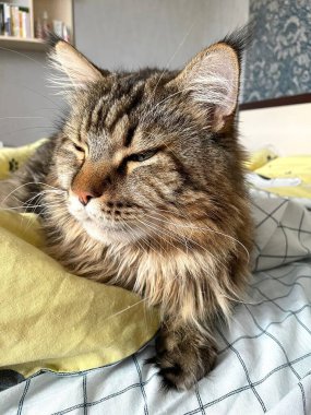 Maine Rakunu, Kedi, Büyük Kedi, Yatak, Uyku, Sessizlik, Sessizlik, Hayvan, Ev, Oyun, Oyun, Oda, Bakış, Kürk, Yüz, Kulaklar, Pençeler, Arkadaş Ol, Yumuşak, Hayvan, Ev, Dinlenmek, Yakışıklı, Güzel, Arkadaş, Gururlu, Kral