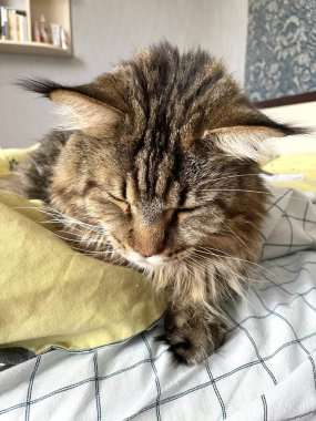 Maine Rakunu, Kedi, Büyük Kedi, Yatak, Uyku, Sessizlik, Sessizlik, Hayvan, Ev, Oyun, Oyun, Oda, Bakış, Kürk, Yüz, Kulaklar, Pençeler, Arkadaş Ol, Yumuşak, Hayvan, Ev, Dinlenmek, Yakışıklı, Güzel, Arkadaş, Gururlu, Kral