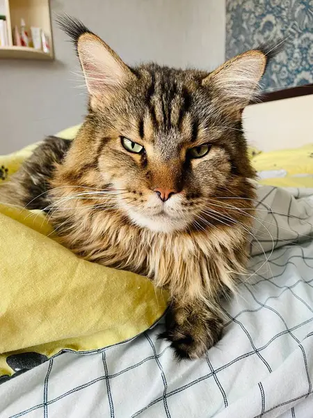 Maine Rakunu, Kedi, Büyük Kedi, Yatak, Uyku, Sessizlik, Sessizlik, Hayvan, Ev, Oyun, Oyun, Oda, Bakış, Kürk, Yüz, Kulaklar, Pençeler, Arkadaş Ol, Yumuşak, Hayvan, Ev, Dinlenmek, Yakışıklı, Güzel, Arkadaş, Gururlu, Kral