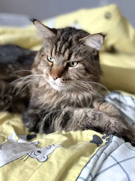 Maine Rakunu, Kedi, Büyük Kedi, Yatak, Uyku, Sessizlik, Sessizlik, Hayvan, Ev, Oyun, Oyun, Oda, Bakış, Kürk, Yüz, Kulaklar, Pençeler, Arkadaş Ol, Yumuşak, Hayvan, Ev, Dinlenmek, Yakışıklı, Güzel, Arkadaş, Gururlu, Kral