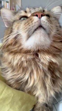 Maine Rakunu, Kedi, Büyük Kedi, Yatak, Uyku, Sessizlik, Sessizlik, Hayvan, Ev, Oyun, Oyun, Oda, Bakış, Kürk, Yüz, Kulaklar, Pençeler, Arkadaş Ol, Yumuşak, Hayvan, Ev, Dinlenmek, Yakışıklı, Güzel, Arkadaş, Gururlu, Kral