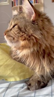 Maine Rakunu, Kedi, Büyük Kedi, Yatak, Uyku, Sessizlik, Sessizlik, Hayvan, Ev, Oyun, Oyun, Oda, Bakış, Kürk, Yüz, Kulaklar, Pençeler, Arkadaş Ol, Yumuşak, Hayvan, Ev, Dinlenmek, Yakışıklı, Güzel, Arkadaş, Gururlu, Kral