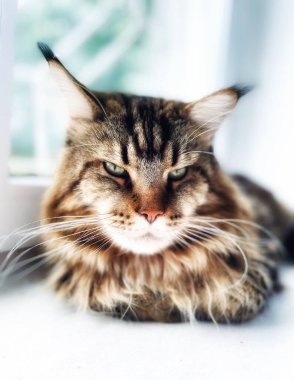 Maine Rakunu, Kedi, Büyük Kedi, Yatak, Uyku, Sessizlik, Sessizlik, Hayvan, Ev, Oyun, Oyun, Oda, Bakış, Kürk, Yüz, Kulaklar, Pençeler, Arkadaş Ol, Yumuşak, Hayvan, Ev, Dinlenmek, Yakışıklı, Güzel, Arkadaş, Gururlu, Kral