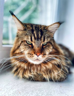 Maine Rakunu, Kedi, Büyük Kedi, Yatak, Uyku, Sessizlik, Sessizlik, Hayvan, Ev, Oyun, Oyun, Oda, Bakış, Kürk, Yüz, Kulaklar, Pençeler, Arkadaş Ol, Yumuşak, Hayvan, Ev, Dinlenmek, Yakışıklı, Güzel, Arkadaş, Gururlu, Kral