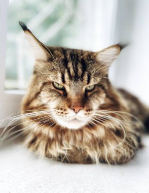 Maine Rakunu, Kedi, Büyük Kedi, Yatak, Uyku, Sessizlik, Sessizlik, Hayvan, Ev, Oyun, Oyun, Oda, Bakış, Kürk, Yüz, Kulaklar, Pençeler, Arkadaş Ol, Yumuşak, Hayvan, Ev, Dinlenmek, Yakışıklı, Güzel, Arkadaş, Gururlu, Kral