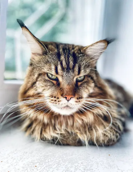 Maine Rakunu, Kedi, Büyük Kedi, Yatak, Uyku, Sessizlik, Sessizlik, Hayvan, Ev, Oyun, Oyun, Oda, Bakış, Kürk, Yüz, Kulaklar, Pençeler, Arkadaş Ol, Yumuşak, Hayvan, Ev, Dinlenmek, Yakışıklı, Güzel, Arkadaş, Gururlu, Kral