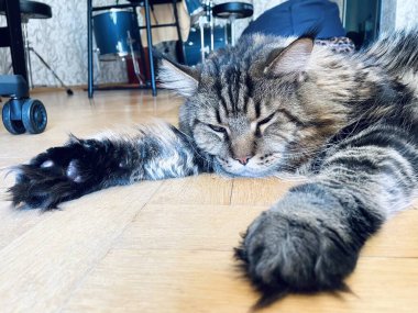 Maine Rakunu, Kedi, Büyük Kedi, Hayvan, Dinlenme, Oda, Bakış, Kürk, Yüz, Kulak, Pençe, Arkadaş, Arkadaş, Tüylü, Hayvan, Ev, Yakışıklı, Yakışıklı, Arkadaş, Gururlu, Kral