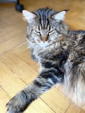 Maine Rakunu, Kedi, Büyük Kedi, Hayvan, Dinlenme, Oda, Bakış, Kürk, Yüz, Kulak, Pençe, Arkadaş, Arkadaş, Tüylü, Hayvan, Ev, Yakışıklı, Yakışıklı, Arkadaş, Gururlu, Kral