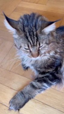 Maine Rakunu, Kedi, Büyük Kedi, Hayvan, Dinlenme, Oda, Bakış, Kürk, Yüz, Kulak, Pençe, Arkadaş, Arkadaş, Tüylü, Hayvan, Ev, Yakışıklı, Yakışıklı, Arkadaş, Gururlu, Kral