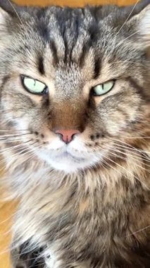 Maine Rakunu, Kedi, Büyük Kedi, Hayvan, Dinlenme, Oda, Bakış, Kürk, Yüz, Kulak, Pençe, Arkadaş, Arkadaş, Tüylü, Hayvan, Ev, Yakışıklı, Yakışıklı, Arkadaş, Gururlu, Kral