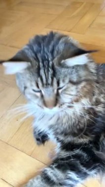 Maine Rakunu, Kedi, Büyük Kedi, Hayvan, Dinlenme, Oda, Bakış, Kürk, Yüz, Kulak, Pençe, Arkadaş, Arkadaş, Tüylü, Hayvan, Ev, Yakışıklı, Yakışıklı, Arkadaş, Gururlu, Kral