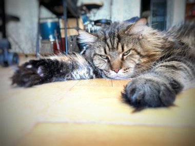 Maine Rakunu, Kedi, Büyük Kedi, Hayvan, Dinlenme, Oda, Bakış, Kürk, Yüz, Kulak, Pençe, Arkadaş, Arkadaş, Tüylü, Hayvan, Ev, Yakışıklı, Yakışıklı, Arkadaş, Gururlu, Kral