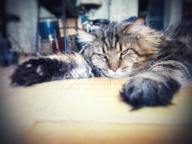 Maine Rakunu, Kedi, Büyük Kedi, Hayvan, Dinlenme, Oda, Bakış, Kürk, Yüz, Kulak, Pençe, Arkadaş, Arkadaş, Tüylü, Hayvan, Ev, Yakışıklı, Yakışıklı, Arkadaş, Gururlu, Kral