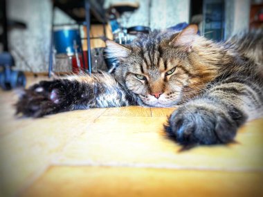 Maine Rakunu, Kedi, Büyük Kedi, Hayvan, Dinlenme, Oda, Bakış, Kürk, Yüz, Kulak, Pençe, Arkadaş, Arkadaş, Tüylü, Hayvan, Ev, Yakışıklı, Yakışıklı, Arkadaş, Gururlu, Kral