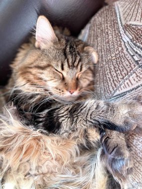 Maine Rakunu, Kedi, Büyük Kedi, Hayvan, Dinlenme, Oda, Bakış, Kürk, Yüz, Kulaklar, Pençeler, Arkadaş, Arkadaş, Tüylü, Hayvan, Ev, Rüya, Yakışıklı, Güzel, Gururlu, Kral,