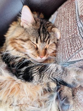 Maine Rakunu, Kedi, Büyük Kedi, Hayvan, Dinlenme, Oda, Bakış, Kürk, Yüz, Kulaklar, Pençeler, Arkadaş, Arkadaş, Tüylü, Hayvan, Ev, Rüya, Yakışıklı, Güzel, Gururlu, Kral,