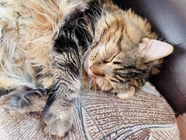 Maine Rakunu, Kedi, Büyük Kedi, Hayvan, Dinlenme, Oda, Bakış, Kürk, Yüz, Kulaklar, Pençeler, Arkadaş, Arkadaş, Tüylü, Hayvan, Ev, Rüya, Yakışıklı, Güzel, Gururlu, Kral,