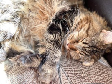 Maine Rakunu, Kedi, Büyük Kedi, Hayvan, Dinlenme, Oda, Bakış, Kürk, Yüz, Kulaklar, Pençeler, Arkadaş, Arkadaş, Tüylü, Hayvan, Ev, Rüya, Yakışıklı, Güzel, Gururlu, Kral,