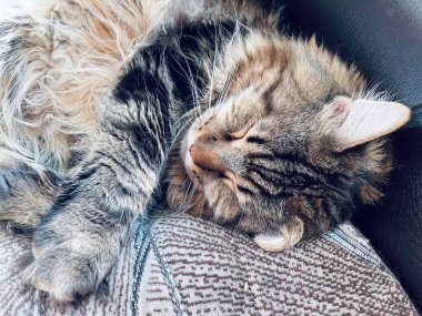 Maine Rakunu, Kedi, Büyük Kedi, Hayvan, Dinlenme, Oda, Bakış, Kürk, Yüz, Kulaklar, Pençeler, Arkadaş, Arkadaş, Tüylü, Hayvan, Ev, Rüya, Yakışıklı, Güzel, Gururlu, Kral,