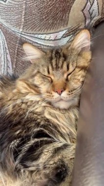 Maine Rakunu, Kedi, Büyük Kedi, Hayvan, Dinlenme, Oda, Bakış, Kürk, Yüz, Kulaklar, Pençeler, Arkadaş, Arkadaş, Tüylü, Hayvan, Ev, Rüya, Yakışıklı, Güzel, Gururlu, Kral,