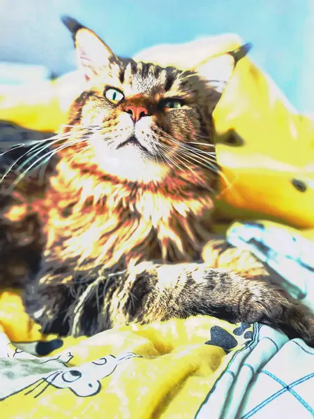 Maine Rakunu, Kedi, Büyük Kedi, Canlı, Aşk, Hayvan, Dinlenme Odası, Bak, Kürk, Yüz, Kulak, Pençe, Arkadaş, Arkadaş, Yumuşak, Evcil Hayvan, Ev, Rüya, Yakışıklı, Yakışıklı, Arkadaş, Gururlu, Kral, Sanat