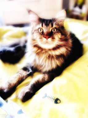 Maine Rakunu, Kedi, Büyük Kedi, Canlı, Aşk, Hayvan, Dinlenme Odası, Bak, Kürk, Yüz, Kulak, Pençe, Arkadaş, Arkadaş, Yumuşak, Ev Sahibi, Rüya, Yakışıklı, Yakışıklı, Gururlu, Kral,