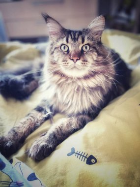 Maine Rakunu, Kedi, Büyük Kedi, Canlı, Aşk, Hayvan, Dinlenme Odası, Bak, Kürk, Yüz, Kulak, Pençe, Arkadaş, Arkadaş, Yumuşak, Ev Sahibi, Rüya, Yakışıklı, Yakışıklı, Gururlu, Kral,