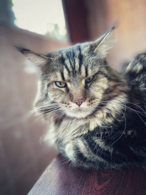 Maine Rakunu, Kedi, Büyük Kedi, Canlı, Aşk, Hayvan, Dinlenme Odası, Bak, Kürk, Yüz, Kulak, Pençe, Arkadaş, Arkadaş, Yumuşak, Ev Sahibi, Rüya, Yakışıklı, Yakışıklı, Gururlu, Kral,