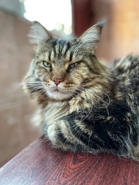 Maine Rakunu, Kedi, Büyük Kedi, Canlı, Aşk, Hayvan, Dinlenme Odası, Bak, Kürk, Yüz, Kulak, Pençe, Arkadaş, Arkadaş, Yumuşak, Ev Sahibi, Rüya, Yakışıklı, Yakışıklı, Gururlu, Kral,