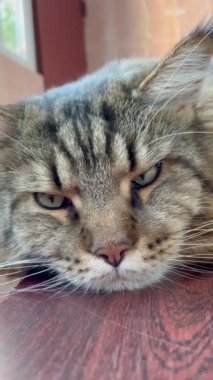 Maine Rakunu, Kedi, Büyük Kedi, Canlı, Aşk, Hayvan, Dinlenme Odası, Bak, Kürk, Yüz, Kulak, Pençe, Arkadaş, Arkadaş, Yumuşak, Ev Sahibi, Rüya, Yakışıklı, Yakışıklı, Gururlu, Kral,