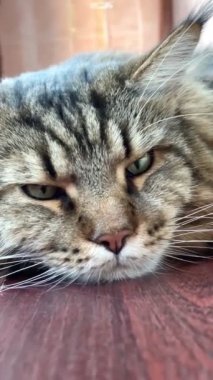 Maine Rakunu, Kedi, Büyük Kedi, Canlı, Aşk, Hayvan, Dinlenme Odası, Bak, Kürk, Yüz, Kulak, Pençe, Arkadaş, Arkadaş, Yumuşak, Ev Sahibi, Rüya, Yakışıklı, Yakışıklı, Gururlu, Kral,