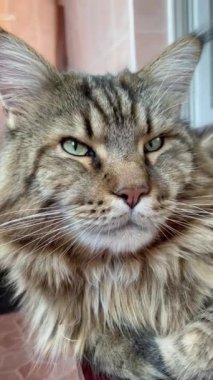 Maine Rakunu, Kedi, Büyük Kedi, Canlı, Aşk, Hayvan, Dinlenme Odası, Bak, Kürk, Yüz, Kulak, Pençe, Arkadaş, Arkadaş, Yumuşak, Ev Sahibi, Rüya, Yakışıklı, Yakışıklı, Gururlu, Kral,