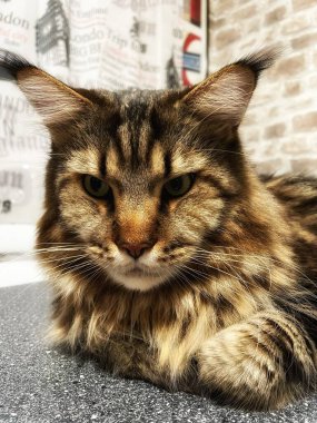 Maine Rakunu, Kedi, Büyük Kedi, Canlı, Aşk, Hayvan, Dinlenme Odası, Bak, Kürk, Yüz, Kulak, Pençe, Arkadaş, Arkadaş, Yumuşak, Ev Sahibi, Rüya, Yakışıklı, Yakışıklı, Gururlu, Kral,