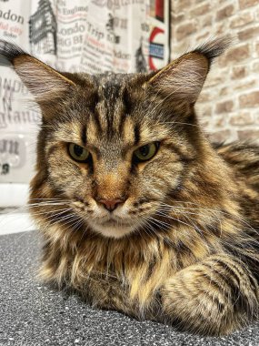 Maine Rakunu, Kedi, Büyük Kedi, Canlı, Aşk, Hayvan, Dinlenme Odası, Bak, Kürk, Yüz, Kulak, Pençe, Arkadaş, Arkadaş, Yumuşak, Ev Sahibi, Rüya, Yakışıklı, Yakışıklı, Gururlu, Kral,