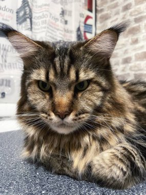 Maine Rakunu, Kedi, Büyük Kedi, Canlı, Aşk, Hayvan, Dinlenme Odası, Bak, Kürk, Yüz, Kulak, Pençe, Arkadaş, Arkadaş, Yumuşak, Ev Sahibi, Rüya, Yakışıklı, Yakışıklı, Gururlu, Kral,