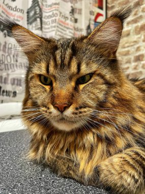 Maine Rakunu, Kedi, Büyük Kedi, Canlı, Aşk, Hayvan, Dinlenme Odası, Bak, Kürk, Yüz, Kulak, Pençe, Arkadaş, Arkadaş, Yumuşak, Ev Sahibi, Rüya, Yakışıklı, Yakışıklı, Gururlu, Kral,