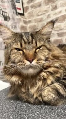 Maine Rakunu, Kedi, Büyük Kedi, Canlı, Aşk, Hayvan, Dinlenme Odası, Bak, Kürk, Yüz, Kulak, Pençe, Arkadaş, Arkadaş, Yumuşak, Ev Sahibi, Rüya, Yakışıklı, Yakışıklı, Gururlu, Kral,